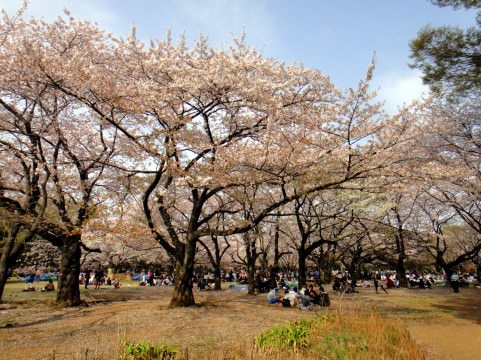 花見　桜　毛虫