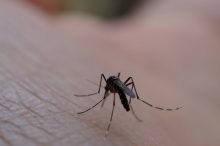 蚊の寿命
